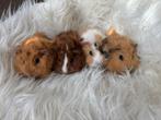 4 Lieve zeugjes cavia’s, Dieren en Toebehoren, Cavia, Vrouwelijk, Tam, September