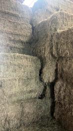 Te mooi droog hooi paardenhooi laag suiker, Ophalen of Verzenden, Vee