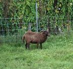 Ouessant ram te koop of ruilen, Dieren en Toebehoren, Schapen, Geiten en Varkens, Mannelijk, Schaap