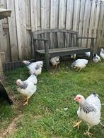 Wyandotte kriel wit zwart columbia, Dieren en Toebehoren, Pluimvee, Meerdere dieren, Kip