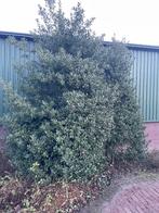 Hulst, Ophalen, Hulst, Struik, 250 cm of meer