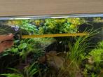 Grote stukken Anubia, Dieren en Toebehoren, Vissen | Aquaria en Toebehoren, Ophalen of Verzenden, Zo goed als nieuw, Plant(en), Steen of Hout