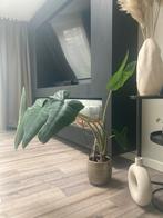 Alocasia Zebrina, 100 tot 150 cm, In pot, Groene kamerplant, Halfschaduw