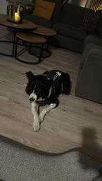 Medical pet shirt, Dieren en Toebehoren, Ophalen of Verzenden, Zo goed als nieuw