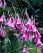 Dierama pulcherrimum - roze hangende klokjes, Overige soorten, Volle zon, Vaste plant, Ophalen of Verzenden