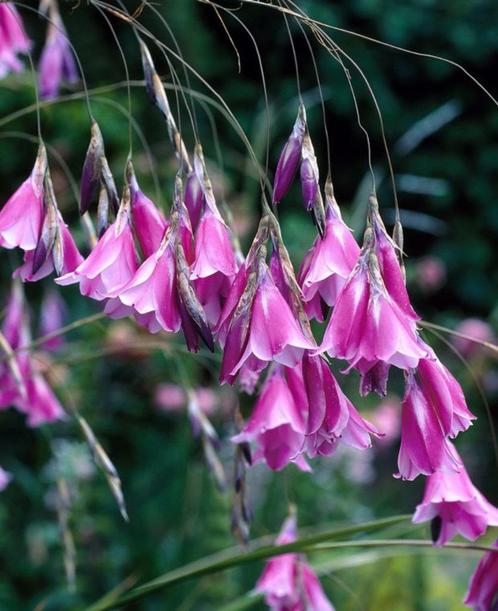 Dierama pulcherrimum - roze hangende klokjes, Tuin en Terras, Planten | Tuinplanten, Vaste plant, Overige soorten, Volle zon, Zomer