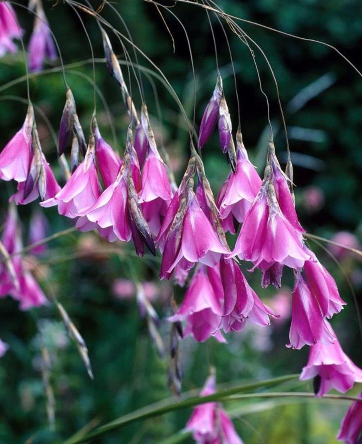 Dierama pulcherrimum - roze hangende klokjes, Tuin en Terras, Planten | Tuinplanten, Vaste plant, Overige soorten, Volle zon, Zomer