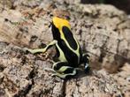 Dendrobates tinctorius verschillende soorten, Dieren en Toebehoren, Amfibie, 0 tot 2 jaar