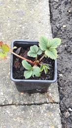 Aardbeienplanten, Ophalen, Overige soorten, Halfschaduw