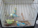 Regenboog parkieten, Meerdere dieren, Parkiet