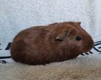Jonge cavia gladhaar rood, Dieren en Toebehoren, Cavia, Augustus, Mannelijk, Tam