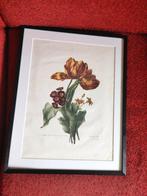 Tulp bouquet kopergravure Brienne G Engelman 1824 26x35cm, Ophalen of Verzenden