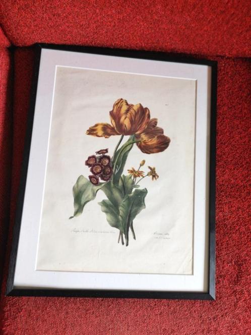 Tulp bouquet kopergravure Brienne G Engelman 1824 26x35cm, Antiek en Kunst, Kunst | Etsen en Gravures, Ophalen of Verzenden