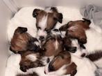 Leuke Ruwharige Jack Russel pups te koop, Jack Russell Terriër, Reu, CDV (hondenziekte), 8 tot 15 weken