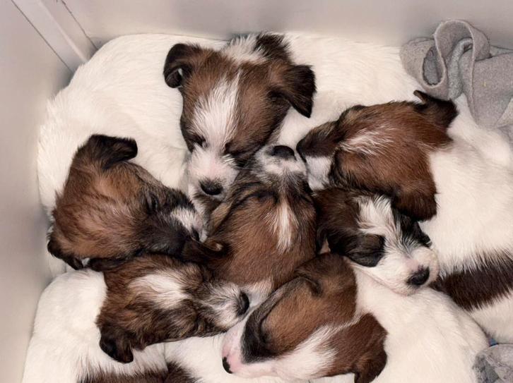 Leuke Ruwharige Jack Russel pups te koop, Dieren en Toebehoren, Honden | Jack Russells en Terriërs, Reu, Jack Russell Terriër
