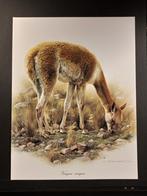 Vicuna - getekend Carl Brenders Wildlife Art, 1960 tot 1980, Verzenden, Zo goed als nieuw, Dier