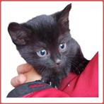 Zwarte kitten (v) te koop, Dieren en Toebehoren, Katten en Kittens | Overige Katten, Meerdere dieren