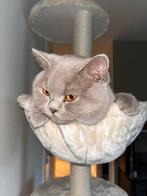 🐾 Zeer ervaren Britse korthaar dekkater met DEKGARANTIE, Dieren en Toebehoren, Katten en Kittens | Dekkaters, 3 tot 5 jaar