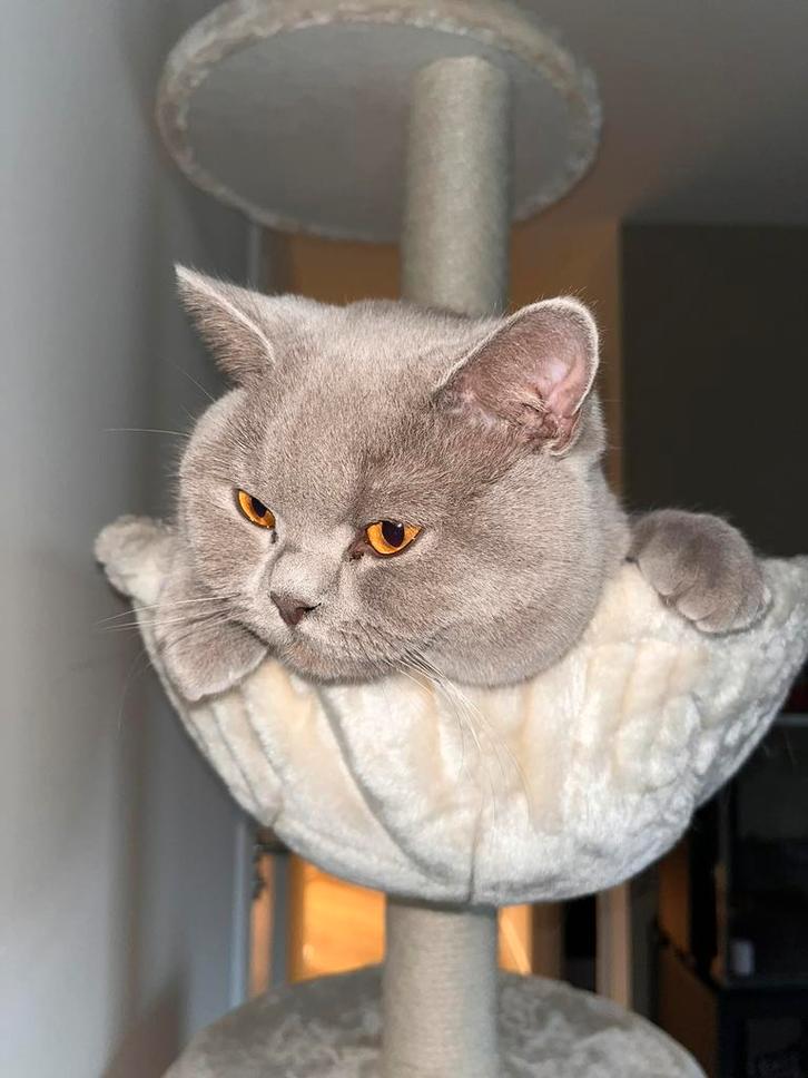 🐾 Zeer ervaren Britse korthaar dekkater met DEKGARANTIE, Dieren en Toebehoren, Katten en Kittens | Dekkaters, 3 tot 5 jaar