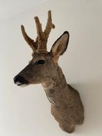 Prachtiege opgezette reebok in wintervacht herte kop, Ophalen of Verzenden, Zo goed als nieuw, Opgezet dier