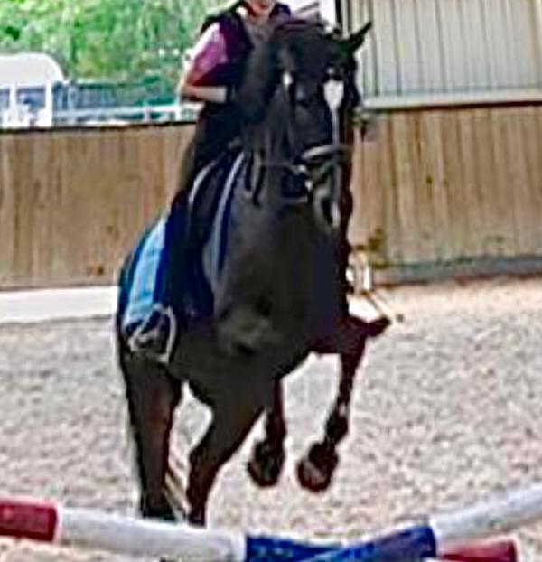 Lease verzorg pony gevraagd, Dieren en Toebehoren, Paarden en Pony's | Verzorgingsproducten, Ophalen of Verzenden