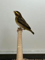 Napoleon Wever, Dieren en Toebehoren, Vogels | Overige Vogels, Vrouwelijk, Tropenvogel