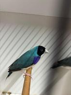 Zwartkop blauwe kans split cinnamon, Dieren en Toebehoren, Vogels | Overige Vogels, Mannelijk, Tropenvogel, Geringd