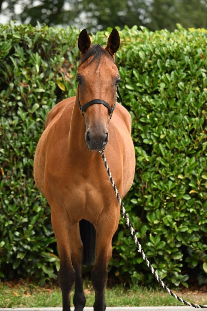 Te koop – Betrouwbare recreatieruin, Dieren en Toebehoren, Paarden, Ruin, 170 tot 175 cm, 7 tot 10 jaar, Recreatiepaard, Gechipt