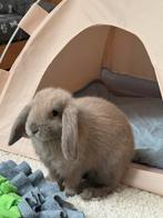 Minilop voedster, Dieren en Toebehoren, Konijnen, Vrouwelijk, Klein, Hangoor, 0 tot 2 jaar