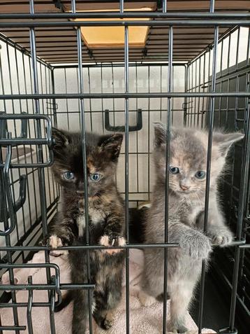 Prachtige kittens Britse langhaar x main coon beschikbaar voor biedingen