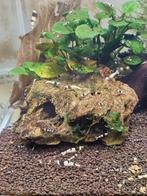 Te koop Crystal Black Pure Black Line garnalen (PBL), Ophalen, Nieuw