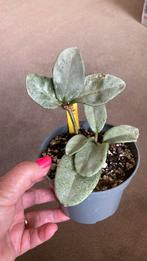 Hoya Nova ghost, Huis en Inrichting, Kamerplanten, Ophalen of Verzenden, Overige soorten, Minder dan 100 cm