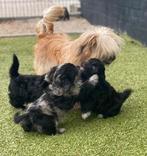 Leuke boomer pups, Dieren en Toebehoren, Honden | Chihuahua's en Gezelschapshonden, Overige rassen, 8 tot 15 weken, Meerdere, Meerdere dieren