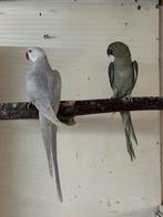 Koppel halsband parkieten, Dieren en Toebehoren, Vogels | Parkieten en Papegaaien, Meerdere dieren, Parkiet, Geringd