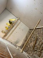 5 timbrado kanaries van 2025, Meerdere dieren, Zangkanarie