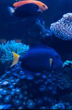 Zebrasoma xanthurum XXL zeeaquarium, Dieren en Toebehoren, Vis, Zoutwatervis
