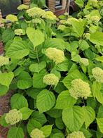 Hortensia Annabelle strong, Tuin en Terras, Planten | Tuinplanten, Ophalen, Zomer, Overige soorten, Halfschaduw