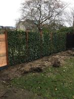 Groene schutting - Hedera kant en klaar haag - Hedera scherm, Ophalen of Verzenden, Hout, Minder dan 3 meter, 1 tot 2 meter