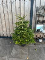 Kerstboom met houder evt, Tuin en Terras, Planten | Bomen, Volle zon, Bloeit niet, Minder dan 100 cm, Overige soorten