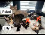 Maine coon x kittens, Dieren en Toebehoren, Katten en Kittens | Overige Katten, Poes
