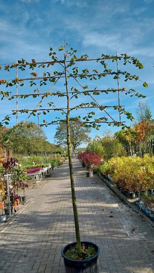Leilinde bomen, leibomen, linde, Tuin en Terras, Planten | Bomen, Volle zon, Ophalen