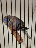 Wildkleur bourke parkiet man van 2025, Dieren en Toebehoren, Vogels | Parkieten en Papegaaien, Mannelijk