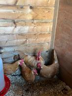 Leghorn krielen, Dieren en Toebehoren, Pluimvee, Meerdere dieren, Kip