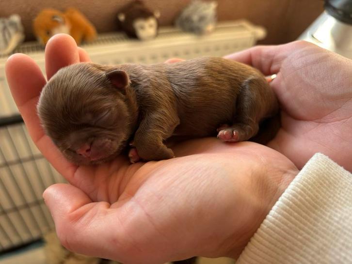 Chocolate (liver) shih tzu pup (reutje), Dieren en Toebehoren, Honden | Chihuahua's en Gezelschapshonden, Meerdere dieren, Overige rassen