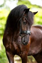 Tess Products hoofdstel, Dieren en Toebehoren, Ophalen of Verzenden, Zo goed als nieuw, Dressuur