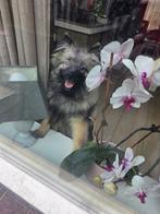 Keeshond, Dieren en Toebehoren, Honden | Poolhonden, Keeshonden en Oertypen, Keeshond, 15 weken tot 1 jaar, Teef, Eén hond