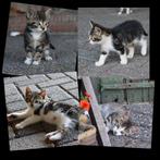 4 (cyper/wit) kittens te koop!, Dieren en Toebehoren, Katten en Kittens | Overige Katten, Meerdere dieren, Kortharig, 0 tot 2 jaar