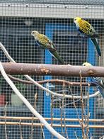 Bleekkop Rosella's, Dieren en Toebehoren, Vogels | Parkieten en Papegaaien, Geslacht onbekend, Parkiet