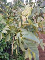 Notenboom, Tuin en Terras, Ophalen of Verzenden, Volle zon, Overige soorten