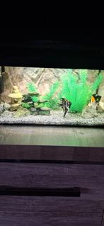 Aquarium met vissen te koop, Dieren en Toebehoren, Vissen | Aquaria en Toebehoren, Ophalen of Verzenden, Zo goed als nieuw, Gevuld zoetwateraquarium